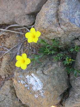 Imagem de Linum campanulatum L.