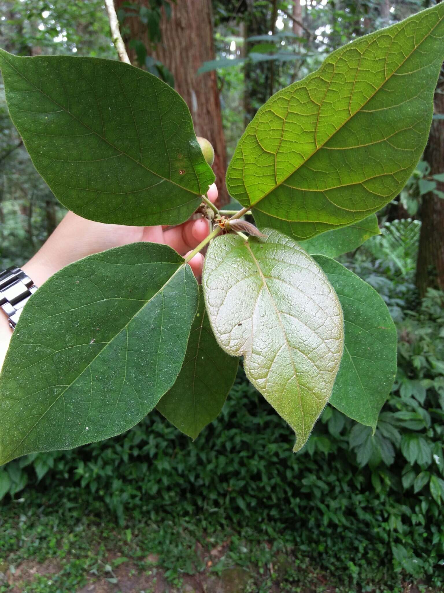 Ficus erecta var. beecheyana (Hook. & Arn.) King的圖片