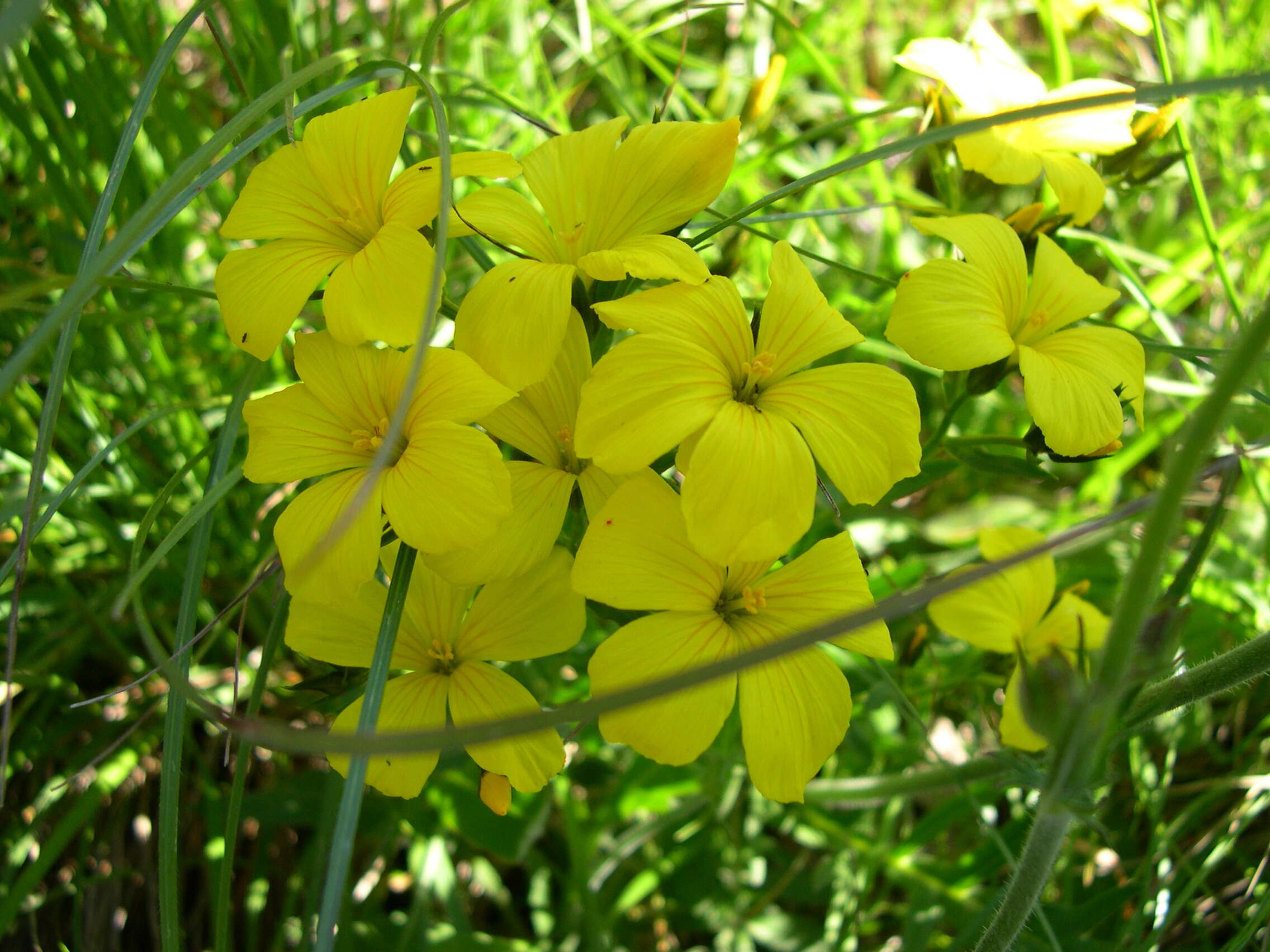 Imagem de Linum campanulatum L.