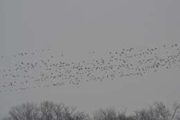 Image of Tule White-fronted Goose