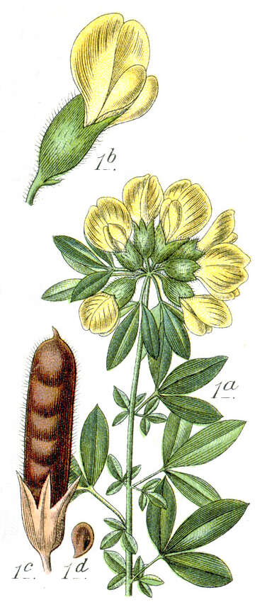 Слика од Cytisus hirsutus L.