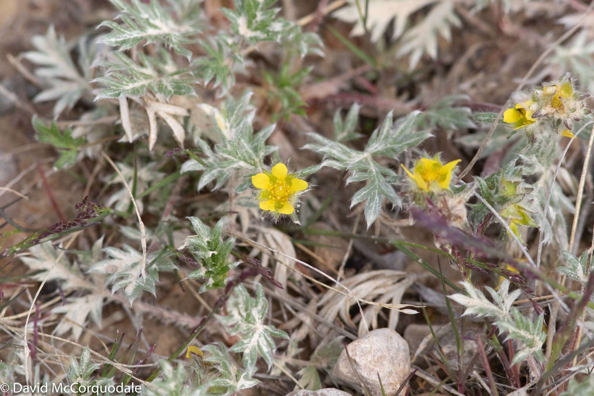 Image of pretty cinquefoil