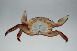 Image of striped shore crab