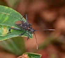 Image of Leptoglossus fasciolatus (Stål 1862)