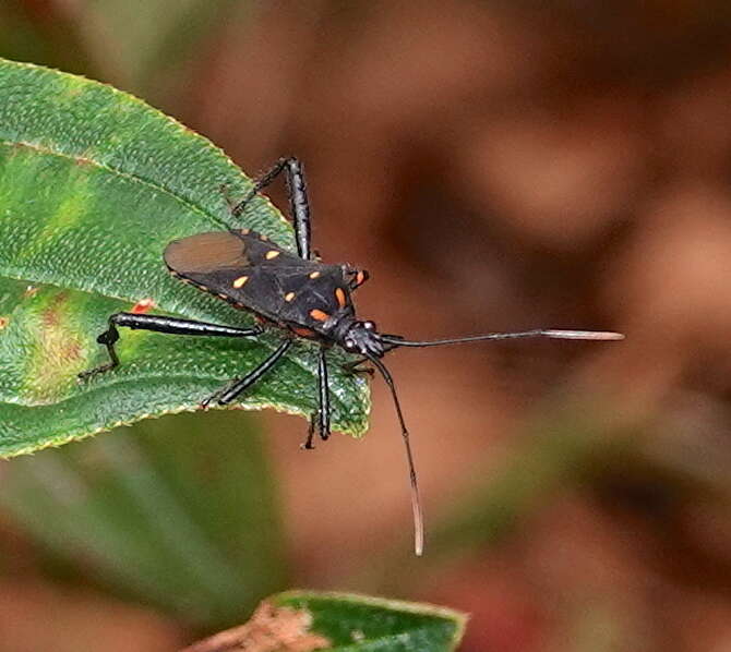 Image of Leptoglossus fasciolatus (Stål 1862)