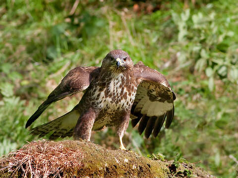 Image of Common Buzzard