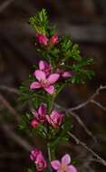 Image of Cyanothamnus anemonifolius