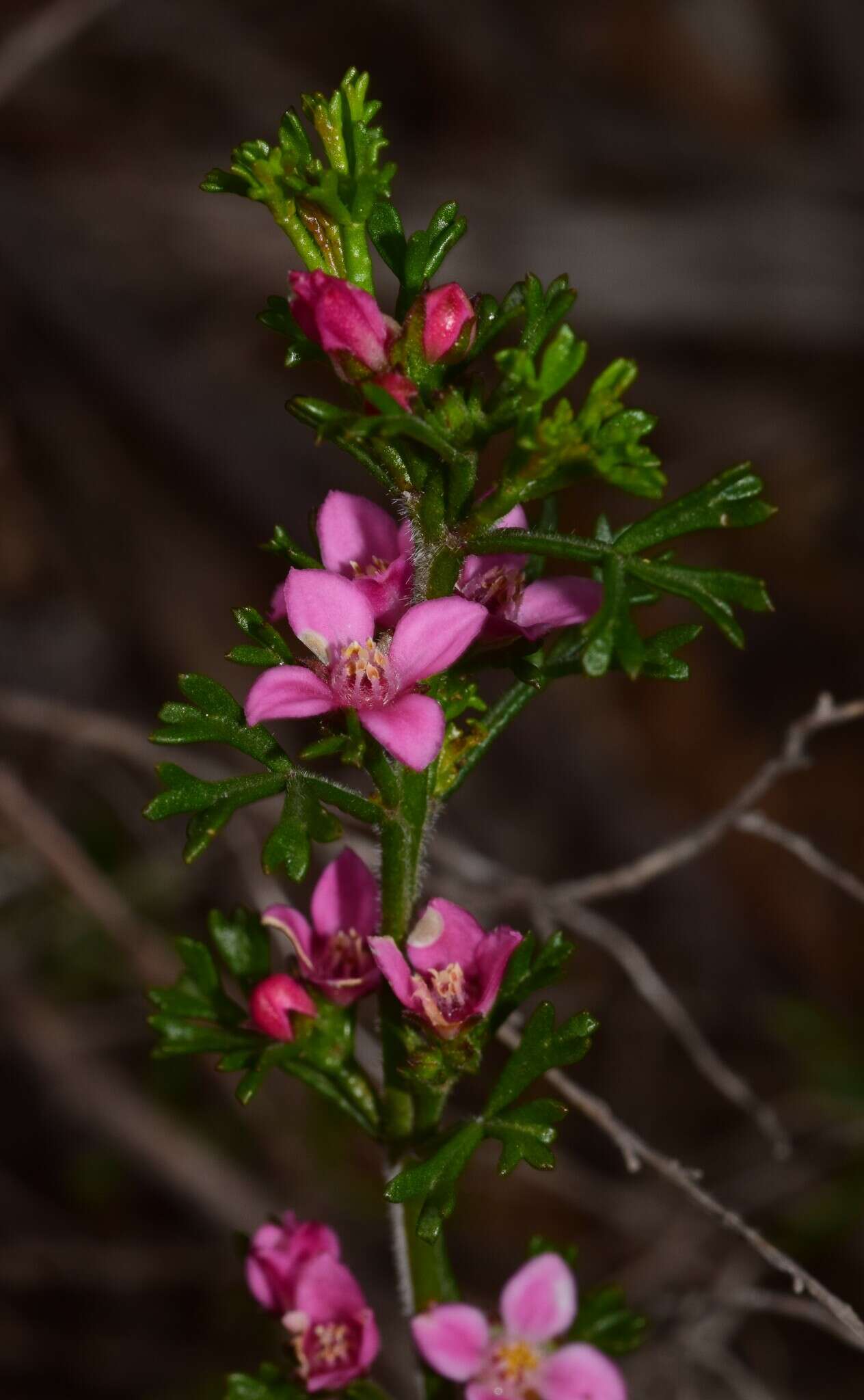 Image de Cyanothamnus anemonifolius