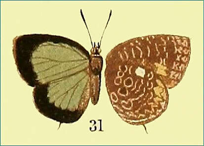 Image of Arhopala ammonides (Doherty 1891)