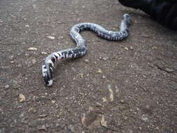 Image of Speckled Worm Lizard