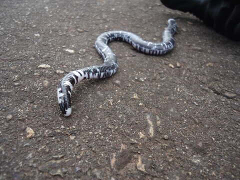 Image of Speckled Worm Lizard