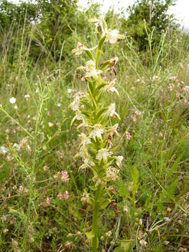 Слика од Platanthera chlorantha (Custer) Rchb.