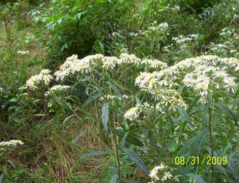 Image of <i>Doellingeria <i>umbellata</i></i> var. umbellata