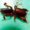 Image of Mole cricket