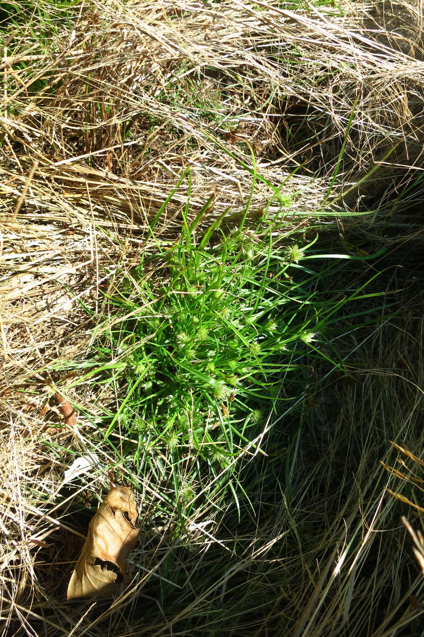 Image of Cyperus kamtschaticus (Meinsh.) Yonek.