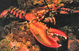 Image of American Lobster