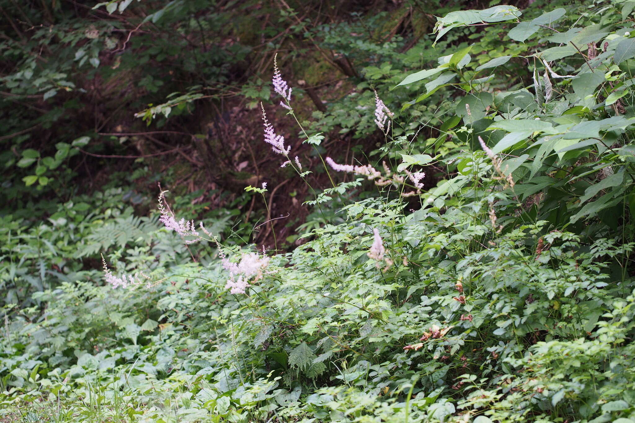 Image de Astilbe microphylla Knoll