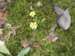 Image of rough hawkweed