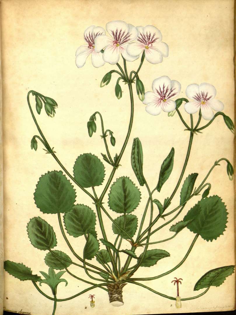 Image of Pelargonium elegans (Andr.) Willd.