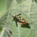 Image of Synanthedon chrysidipennis Boisduval 1869