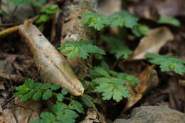 Image of Elatostema obtusum var. trilobulatum (Hayata) W. T. Wang