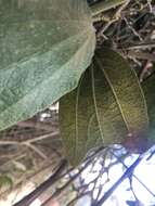 Image of Passiflora bogotensis Benth.