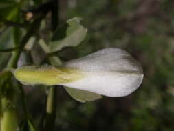 Image of <i>Chamaecytisus <i>prolifer</i></i> subsp. prolifer