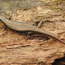 Image of Southern Water Skink