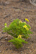 Lecocarpus pinnatifidus DC. resmi