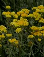 Image of strawflower