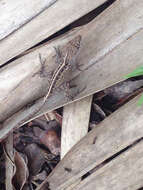 Image of Bahaman brown anole