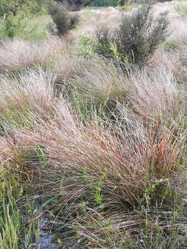 Image of Schoenus pauciflorus (Hook. fil.) Hook. fil.