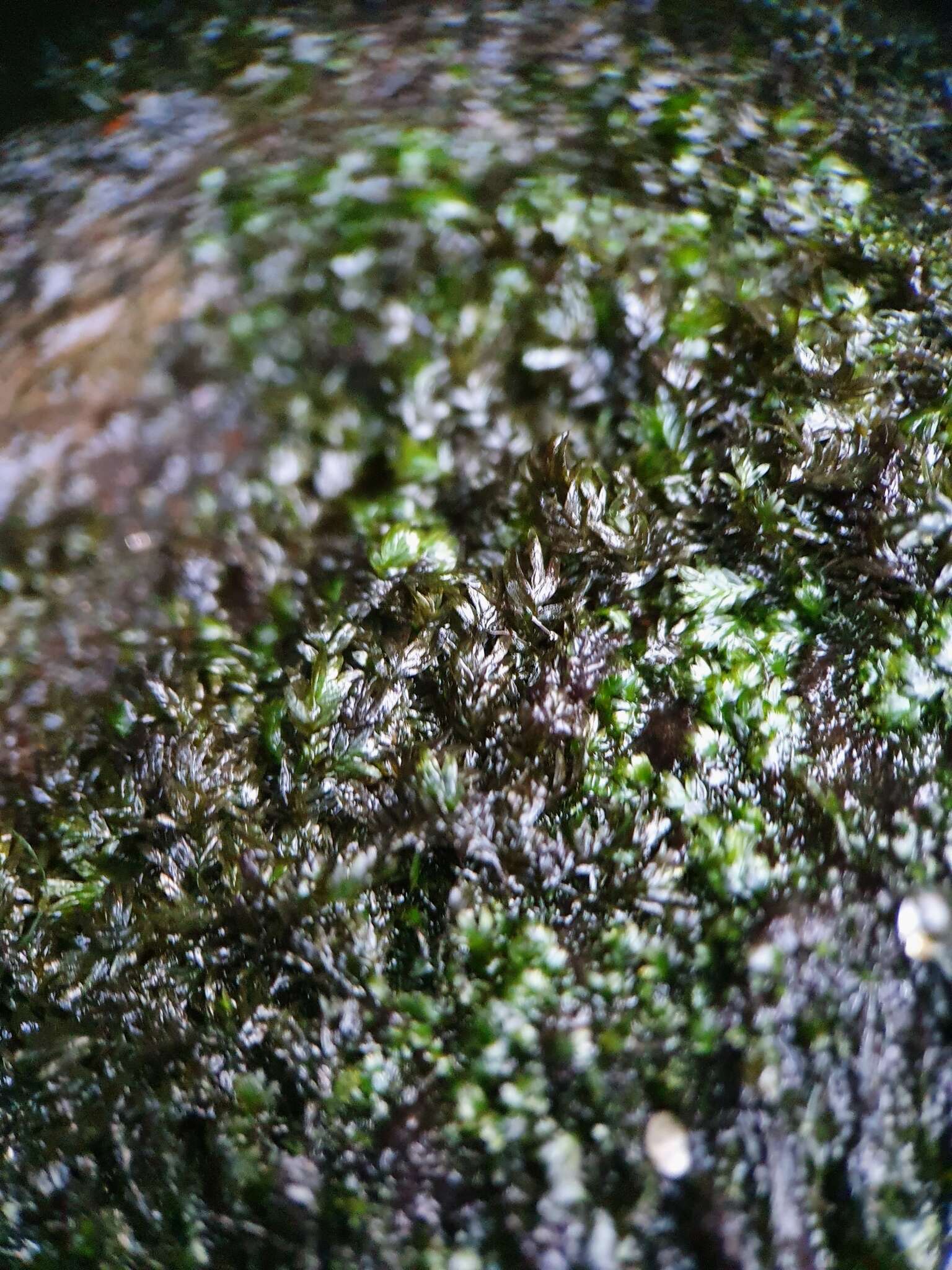 Image of fatfoot pocket-moss