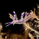 Image of Whitetip purple cerrata pink slug