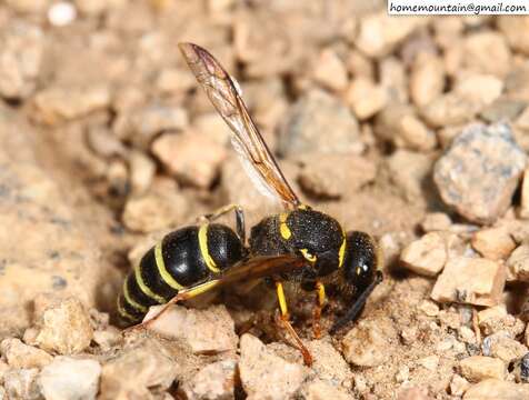 Image of Ancistrocerus oviventris (Wesmael 1836)