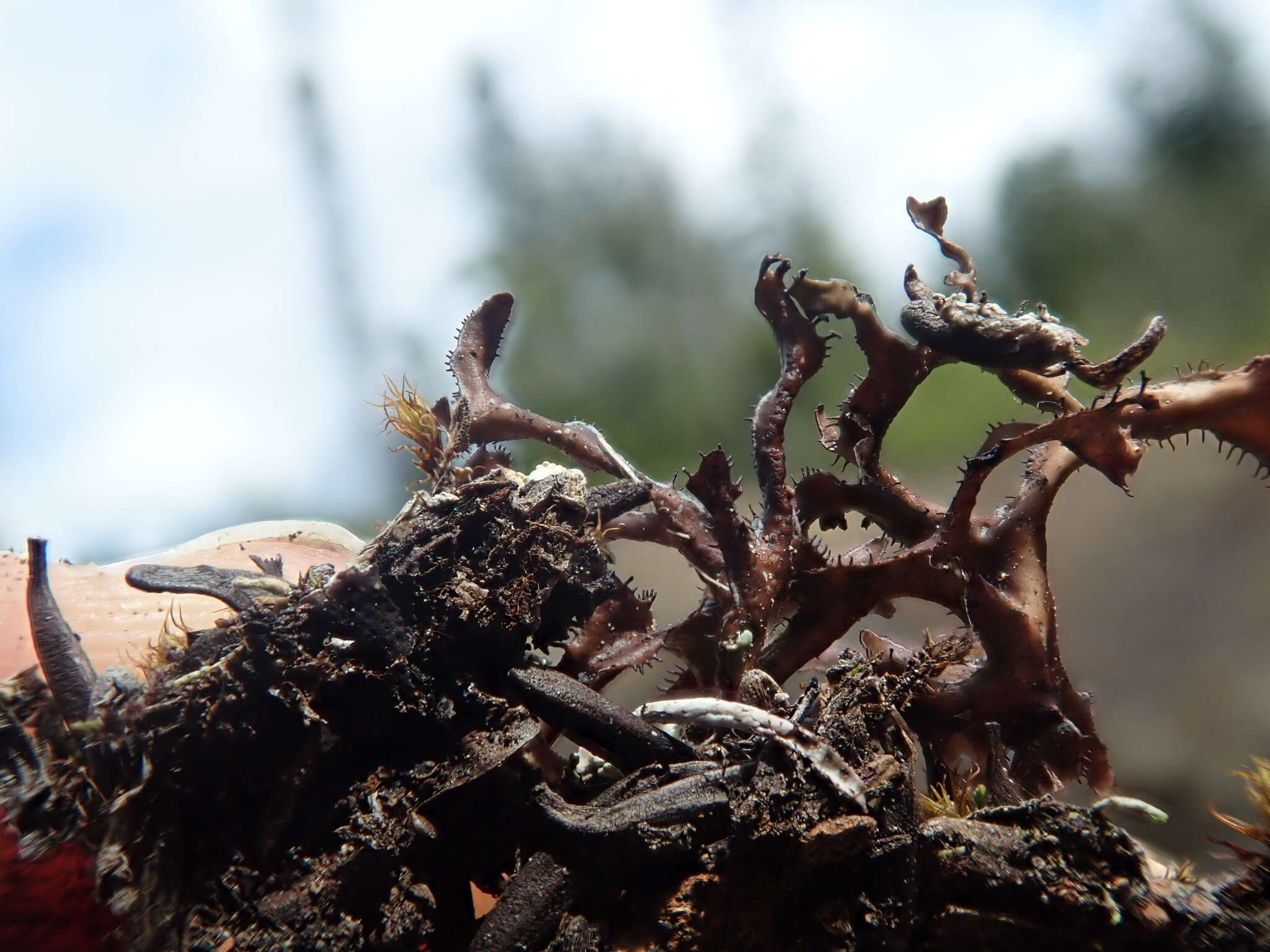 Image of cetraria lichen