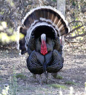 Imagem de Meleagris gallopavo mexicana Gould 1856