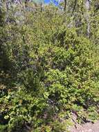 Plancia ëd Arctostaphylos nummularia subsp. nummularia