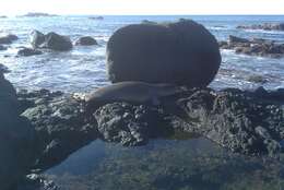 Image of Hawaiian Monk Seal