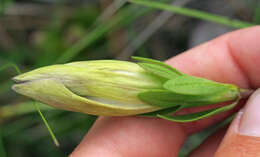 Image of Mendocino gentian