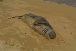 Image of Hawaiian Monk Seal