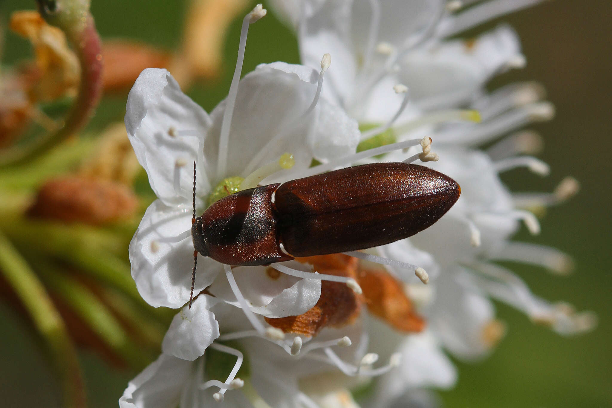 Plancia ëd Sericus brunneus (Linnaeus 1758)