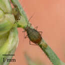 صورة Rhopalosiphum padi (Linnaeus 1758)