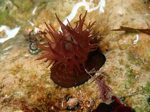 Image of Girdle anemone