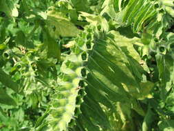 Image of black henbane