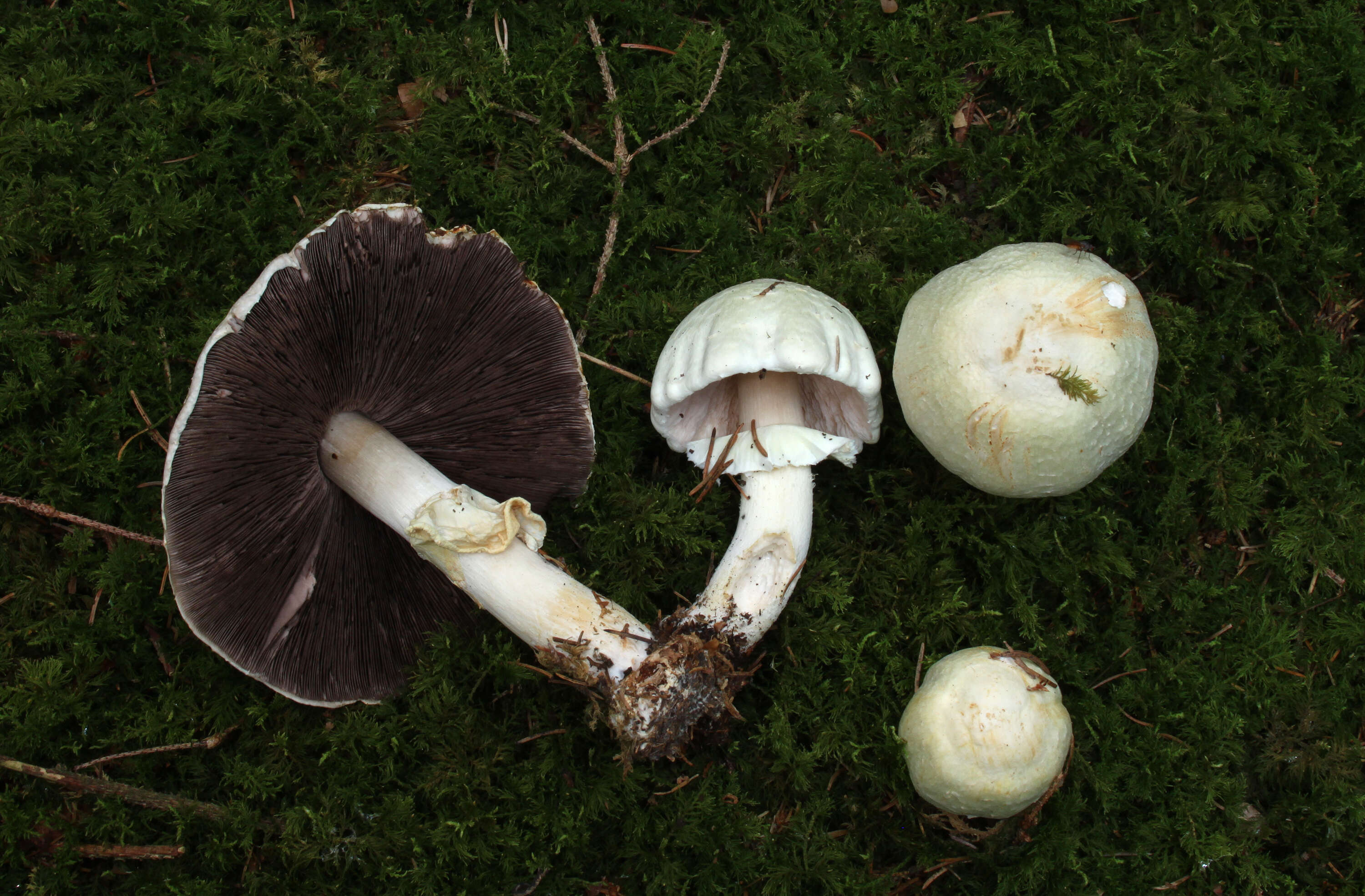 Imagem de Agaricus sylvicola