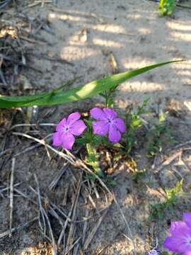 Imagem de Phlox glabriflora (Brand) Whitehouse