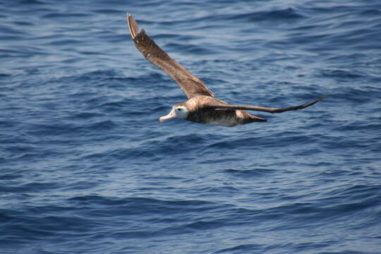 antipod albatrosu resmi