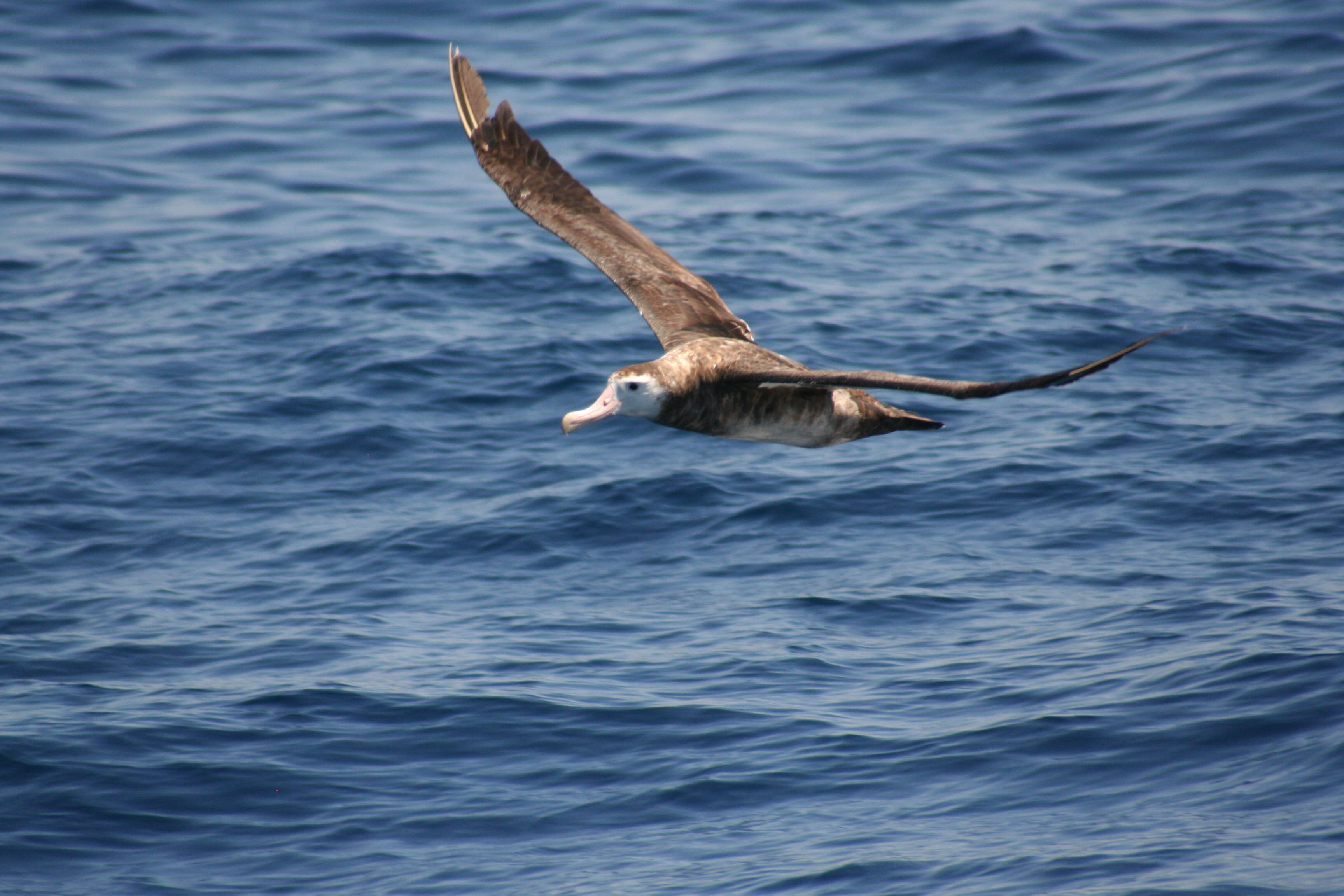 Image of Antipodean Albatross