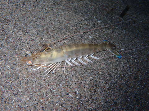 Image of Caramote prawn